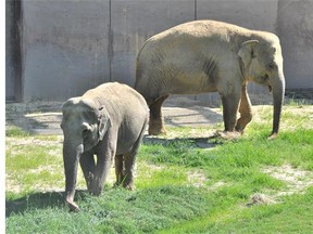 The National Zoo's three new female Asian elephants—Kamala (39), Swarna (39) and Maharani (23)—made their public debut June 23, 2014 after 30 days in quarantine following their trip from the Calgary Zoo.