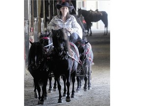 Charlene Bier, 29, from Vulcan sets out with her four-minature-horse team and mini chuckwagon on Tuesday at the Calgary Stampede.