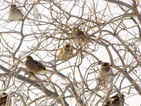 A flock of English sparrows sun themselves during a chinook in Calgary. Reader says many types of birds are dwindling in the city.