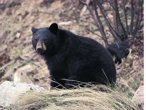 An oilsands worker was killed by a black bear at a Suncor base north of Fort McMurray in northeastern Alberta. The adult male bear was later put down.