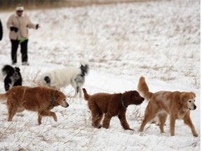 Dog walkers enjoy a winter outing in Nose Hill Park. A reader says the city needs to put in garbage cans and bag dispensers to help keep the park clean.