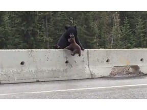 A dramatic video of a black bear cub being rescued by its mother from the side of a B.C. highway has gone viral since it was posted over the weekend.