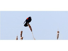 A Red-winged Blackbird sits on a cattail at Fish Creek Park.