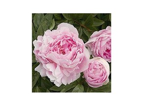 Peonies are a great choice for Calgary gardens, as they are hardy, drought-tolerant, low-maintenance and deer-resistant.