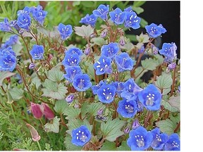 Phacelia campanularia: This colourful ground cover is also a bee magnet.