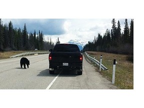 A photo showing people in a vehicle feeding a bear on Highway 11 near the north gate to Banff National Park on May 19. (Jeff Bingham/Facebook)