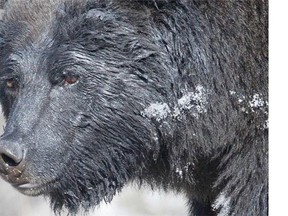 A photo taken in Banff National Park shows a well-known grizzly bear soaked in oil. Parks Canada says he could have gotten into a grease station along the railway tracks. (John Marriott/Calgary Herald)