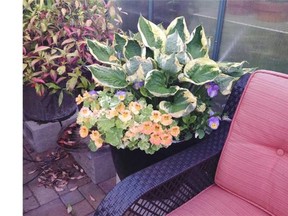 The planter with variegated leaves demonstrates texture contrast with Hosta and Nasturtiums.