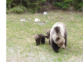 Public interest in a mother grizzly and her cubs feeding along Highway 93 S. near Radium has forced officials to put in place a no-stopping zone to protect the safety of the bears and motorists.