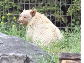 A rare female white black bear sat in her enclosure as she was introduced to the public at the this week and she has made herself at home in the Canadian Wilds enclosure at the Calgary Zoo.