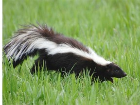 Removing a skunk from around your house is no easy task, as pest-control experts in the city will tell you.