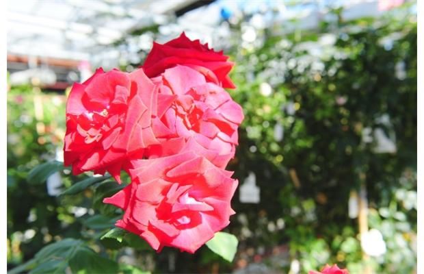 Bring on the rose revolution | Calgary Herald