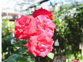 Roses have inspired song, poem, literature and art for thousands of years. There are more than 60,000 registered cultivars of roses.