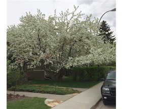 Spring in Calgary — albeit late and fleeting — is well worth the wait. This flowering crab, although a little too large for the yard in which it is planted, is simply breathtaking.