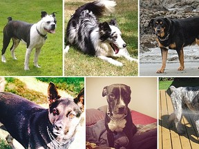 These six dogs disappeared last week while in the care of a dog walker.