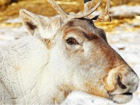 This caribou forages for food at the zoo. The caribou deserves a place in nature, not just in captivity and on our pocket change, says the Herald editorial board.