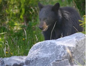 Three black bears — including a cub — are dead after being hit on the highways and railways in the mountain parks during the past week.