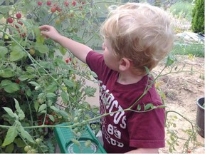 Three-year-old Rupert Thomas, Donna Balzer’s grandson, tries to pick only the ripe tomatoes. If he picks a green one we put it in an egg carton or lay it on newspaper to ripen further.