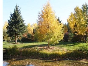 Trees should be seen as the backdrop to your landscaping efforts.  Photo, Couresy, Cannor Nurseries.