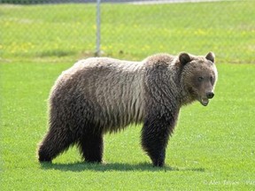 Visitors to Banff National Park are being urged to take greater precautions with increased grizzly bear activity near the Banff and Lake Louise townsites.