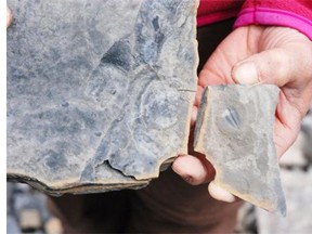 A volunteer on the new Burgess Shale hike to Stanley Glacier holds a cracked rock, revealing a fossil of a trilobite.