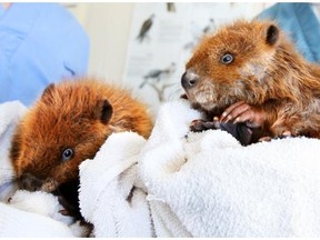 Wildlife technicians Ian Langill and Ross Watson hold baby beavers Aspen and Birch which were rescued from Bow River flood waters and taken to the Calgary Wildlife Rehabilitation Society.