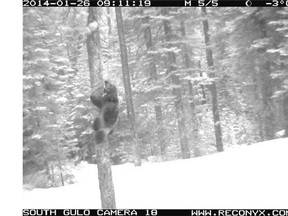 Wolverine populations are significantly lower along the eastern slopes of the Rockies than in the national parks, sparking a call for greater environmental protection for the area, which includes the Castle wilderness area.