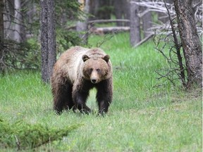 A young female grizzly is released after being collared and tagged with number 148 in Banff National Park on June 12.