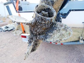 Zebra mussels can clog pipes and canals, lead to fishery and tourism losses, and even reduce property values.