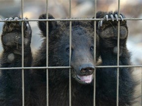 Koda, an orphaned yearling grizzly cub, peers through the bars at the Calgary Zoo. Reader says two cubs that recently lost their mother could also have been saved.