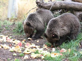 Two rescued grizzly bear cubs at the Northern Lights Wildlife Shelter