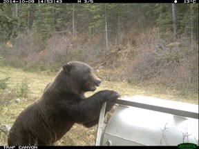 A grizzly bear moves a bear trap in Kananaskis Country.