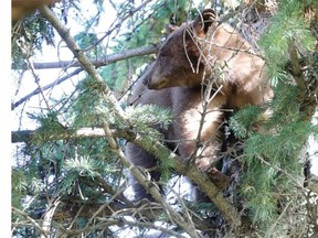 Bear sightings in the Calgary area are on the rise after last week’s late-summer snowfall.