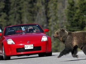 A grizzly bear runs across Highway 93 S. in Kootenay National Park on June 7, 2014.