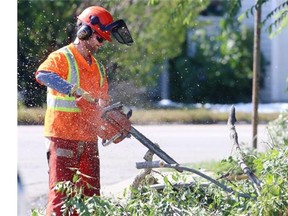 A City of Calgary Parks crew member uses a chainsaw to remove a downed tree in Parkdale after last week’s snowstorm in Calgary.