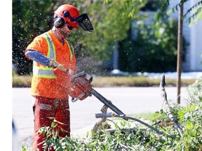 A City of Calgary worker uses a chainsaw to help remove a downed tree in Parkdale on September 11, 2014. Crews were busy starting the massive cleanup process following the heavy snowfall over the past few days, which caused thousands of tree limbs to snap off.