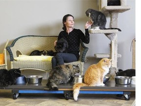 Close to 100 cats face a dire future if Dawn Hanson of the Feline Rescue Foundation of Alberta doesn’t find them a new (cheap or free) home before the end of October.