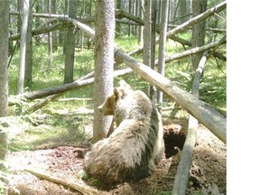 Colleen Cassady St. Clair - Since 2000, the railway has been the most common threat to bears — with a total of 14 grizzlies killed by trains in the mountain parks.