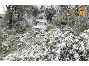 Downed trees are seen in Crescent Heights after the recent snowfall. Reader thanks the city for lending a hand and clearing two fallen trees in the backyard of her 99-year-old mother's home.