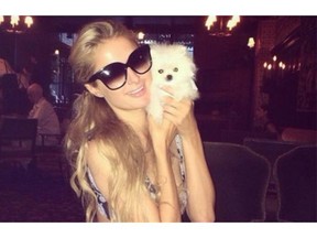 Paris Hilton shows off her new dog Friday in New York.