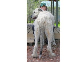 Family photo of Finnegan, the 31/2-year-old Calgary Irish Wolfhound named as having the world’s longest dog tail in the 2015 edition of the Guinness World Records.