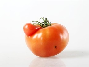 A funny looking tomato is a “Misfit” in the produce world, but RedHat Cooperative is hoping they will get some love too in a new campaign highlighting misshapen veggies and food waste. Photo by Ted Rhodes, Calgary Herald.