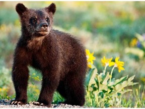 A Grand Teton black bear cub in Wyoming, part of the diversity of the Yellowstone to Yukon Conservation Initiative.