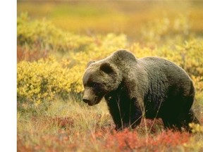 A grizzly bear in the fall of 2010 in B.C. A man was flown to hospital Sunday morning after a bear encounter near Fernie, B.C.