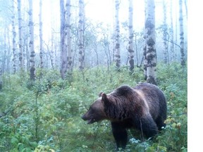 A grizzly bear on ranchland near Millarville. Rancher Gary Akins says he’s had 10 calves killed and another three seriously injured by grizzly bear activity in the area.
