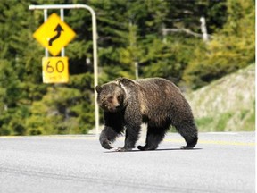 A grizzly bear runs across Highway 93 S. in Kootenay National Park in June 2014.