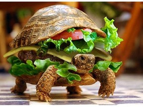 Photo illustration: A man in china tried to smuggle a turtle by disguising it as a hamburger. It didn't work.