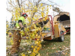 Mark Wheadon, arborist with Precise Pruning out of Airdrie, which is one of several companies called in by the city to help with the tree cleanup, takes the bucket up to prune loose tree branches at Stanley Park in Calgary, on October 17, 2014.