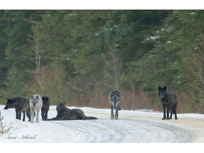 The seven-member Bow Valley wolf pack hanging out along the Bow Valley Parkway in December 2013.