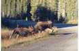 Tawny Tersmette posted this YouTube video on Oct. 7, 2014 after coming across two bull moose going head-to-head in an antler-locking brawl in Kananaskis Country.